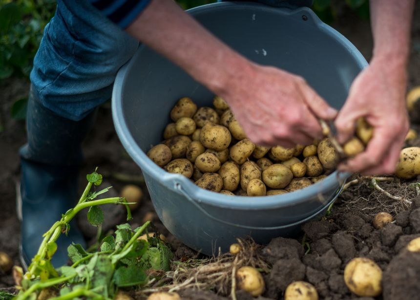 The Noirmoutier potato is still between 5 and 7 euros per kilo.
