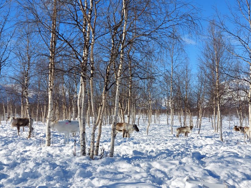 Reindeer migrate from the mountains to the pastures according to the seasons