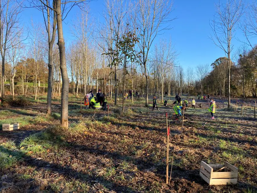 Biochar used in forestry